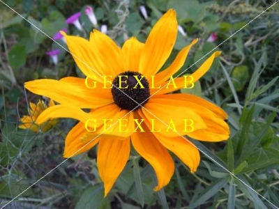 GeeXLab, Python, PIL
