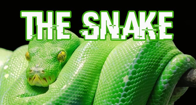 The Snake